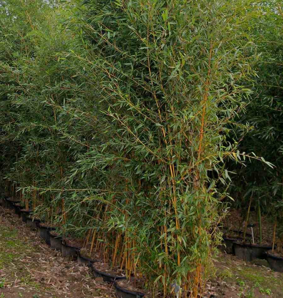 Sans Marque - Phyllostachys aureosulcata aureocaulis Taille:Pot de 2 litres - 80/100 cm - Image 3