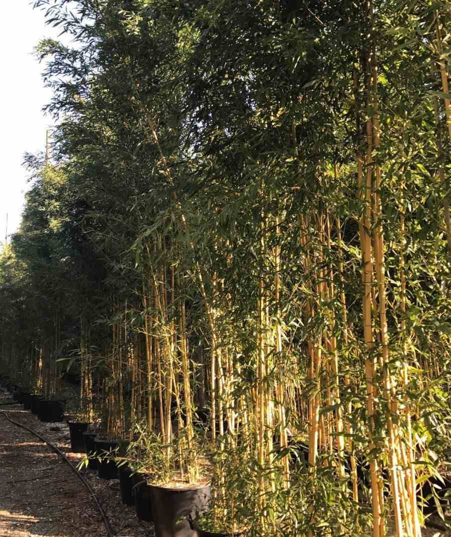 Sans Marque - Phyllostachys aureosulcata aureocaulis Taille:Pot de 2 litres - 80/100 cm - Image 1