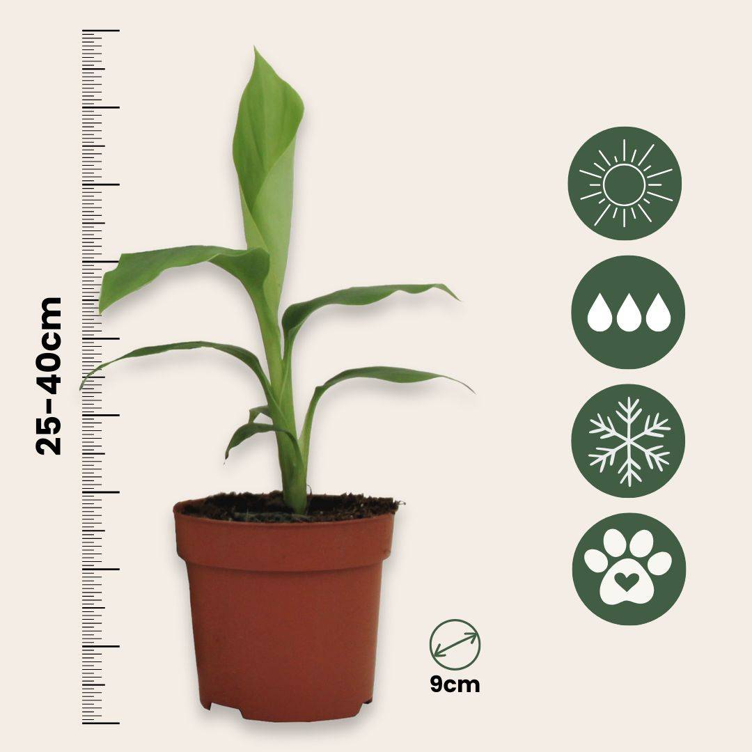 Plant In A Box - Bananier du Japon - Set de 2 - Musa basjoo - Hauteur 25-40cm - ⌀9cm - Image 5