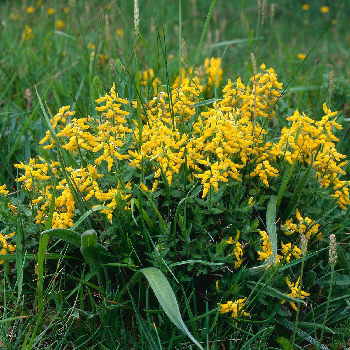 Promesse de Fleurs - Genista tinctoria Royal Gold - Genêt des teinturiers Pot de 1,5L/2L