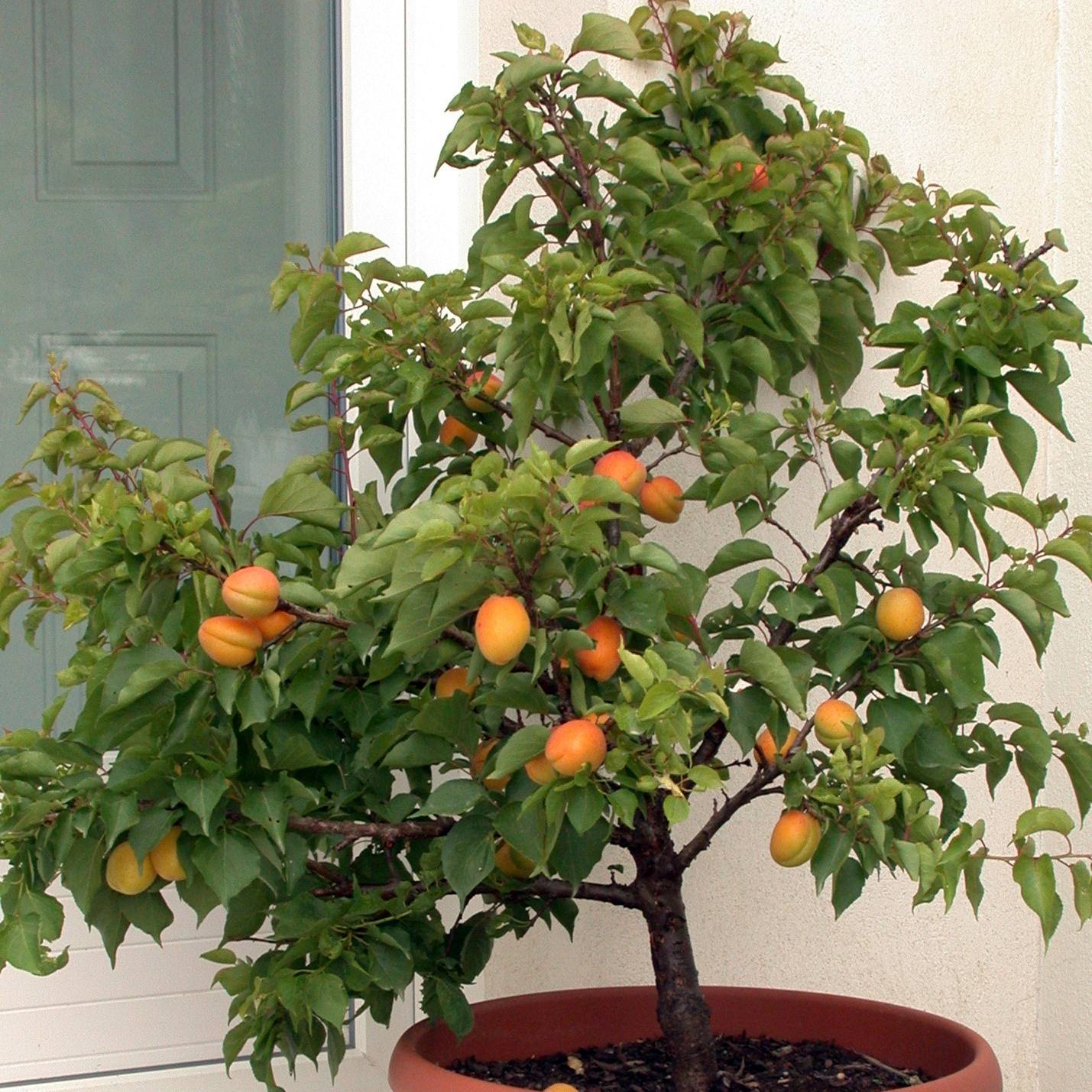 Promesse de Fleurs - Abricotier nain Garden Aprigold Pot de 6L/7L, 1/4 de tige, Tige de 40 cm
