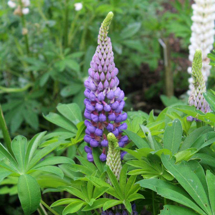 Promesse de Fleurs - Lupin Gallery Blue Godet de 8/9 cm