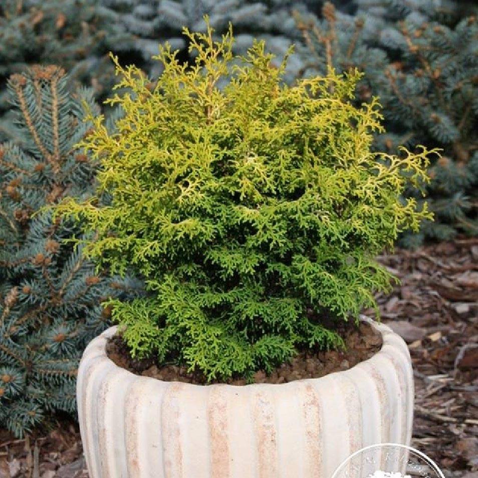 Chamaecyparis obtusa Melody Pot de 2L/3L