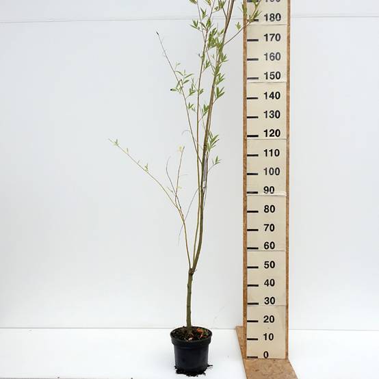 Salix x fragilis Bullata - Saule cassant Pot de 4L/5L - Image 2