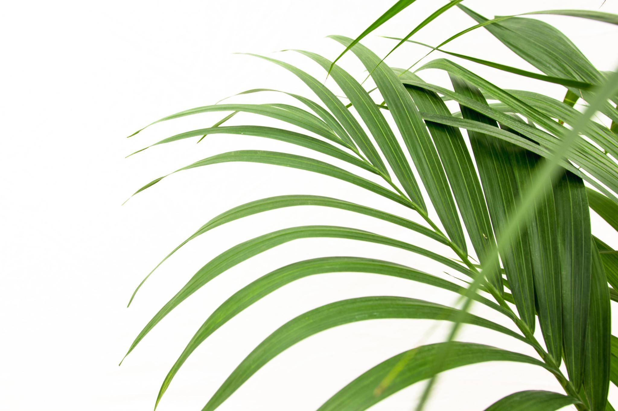 La Green Touch - Kentia palmier 160cm - Plante d'intérieur- La Green Touch - Imagen 5