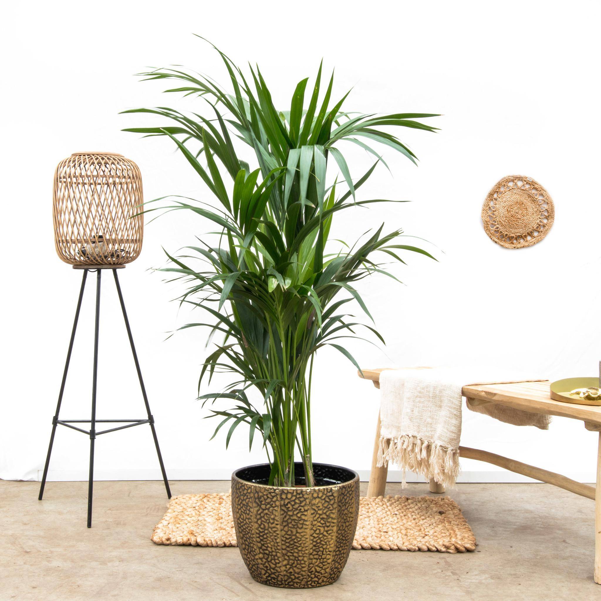 La Green Touch - Kentia palmier 160cm - Plante d'intérieur- La Green Touch - Imagen 4