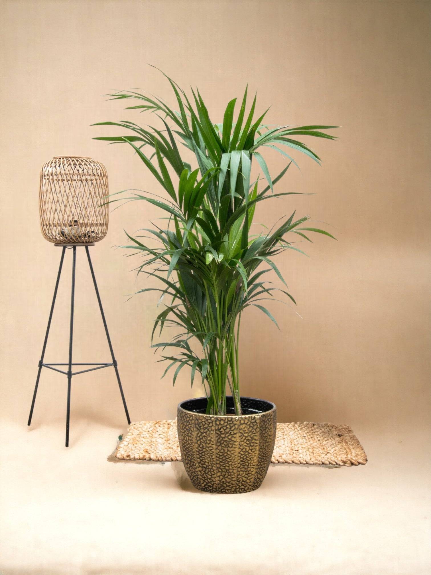 La Green Touch - Kentia palmier 160cm - Plante d'intérieur- La Green Touch - Imagen 2