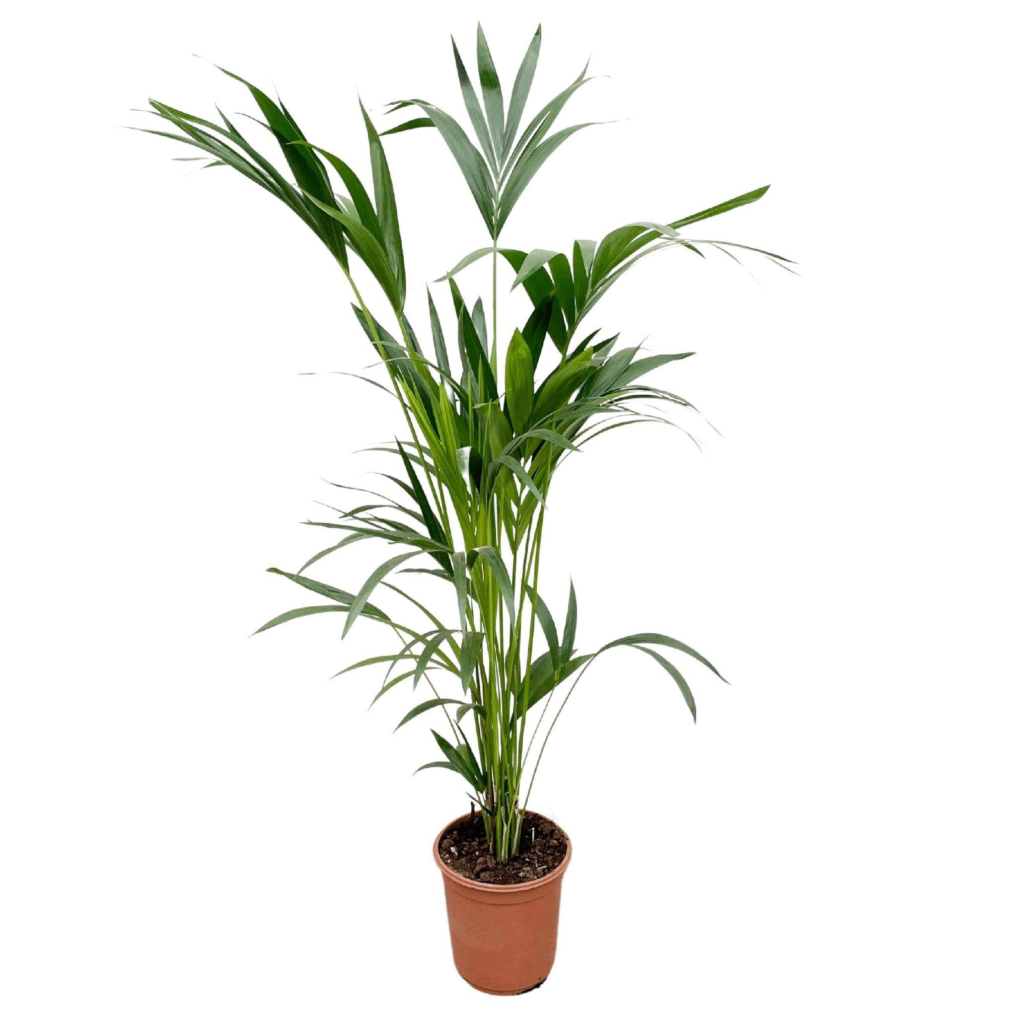 La Green Touch - Kentia palmier 160cm - Plante d'intérieur- La Green Touch - Imagen 3