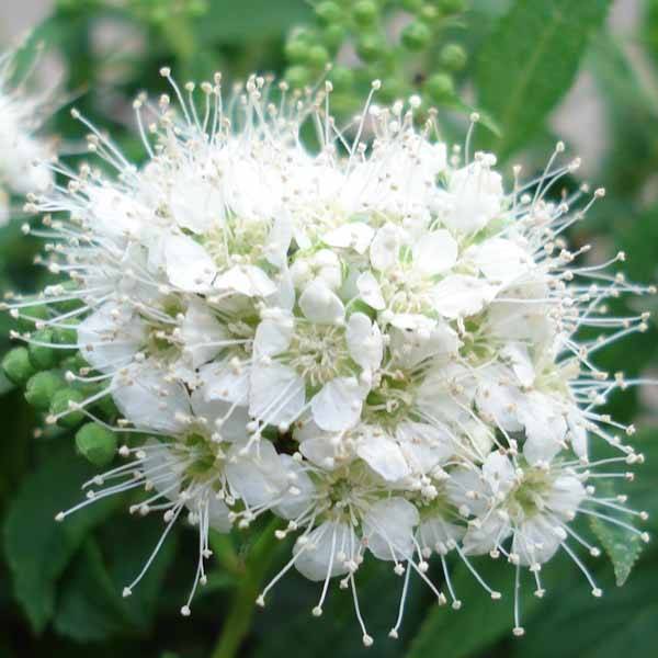 Spirée japonaise Albiflora - Spiraea japonica Godet de 8/9 cm - Image 1