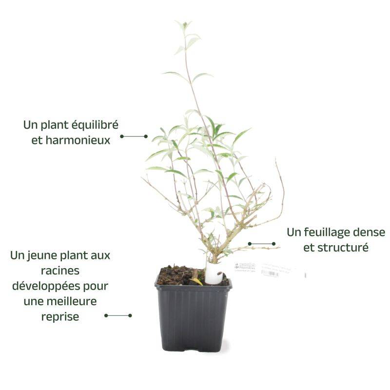 Arbre aux papillons 'Nanho Blue' (Buddleja davidii 'Nanho Blue') - Godet 9cm - Pépinières Naudet - Imagen 3