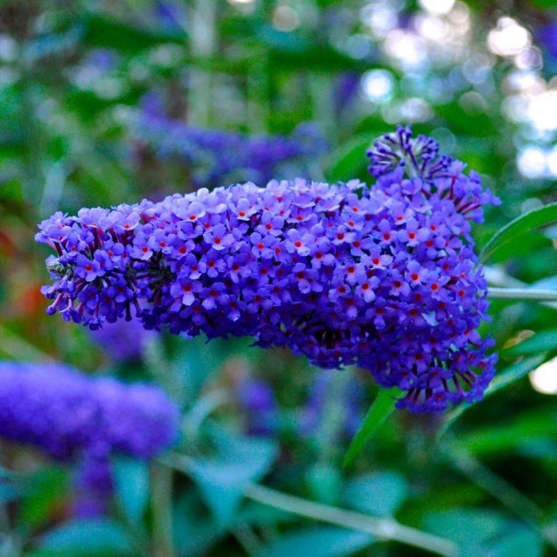 Arbre aux papillons 'Nanho Blue' (Buddleja davidii 'Nanho Blue') - Godet 9cm - Pépinières Naudet