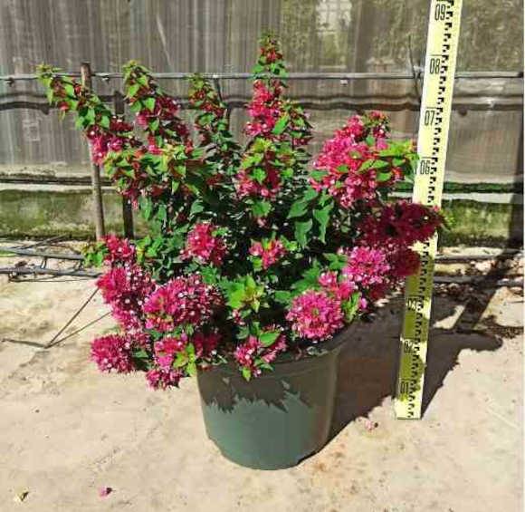 0 - Bougainvillier Bougainvillier 'Mini Thai' (bougainvillier nain) Pot de 130L 150/175cm