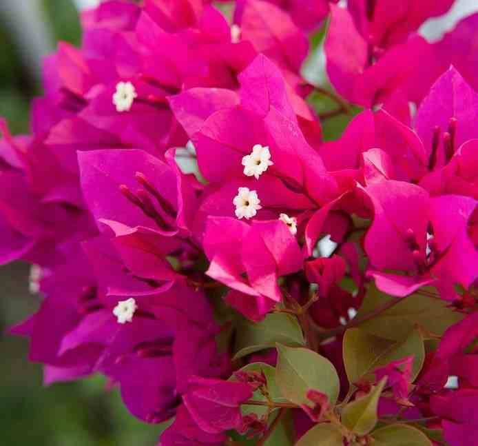 0 - Bougainvillier Bougainvillier 'Mini Thai' (bougainvillier nain) Pot de 130L 150/175cm - Image 3
