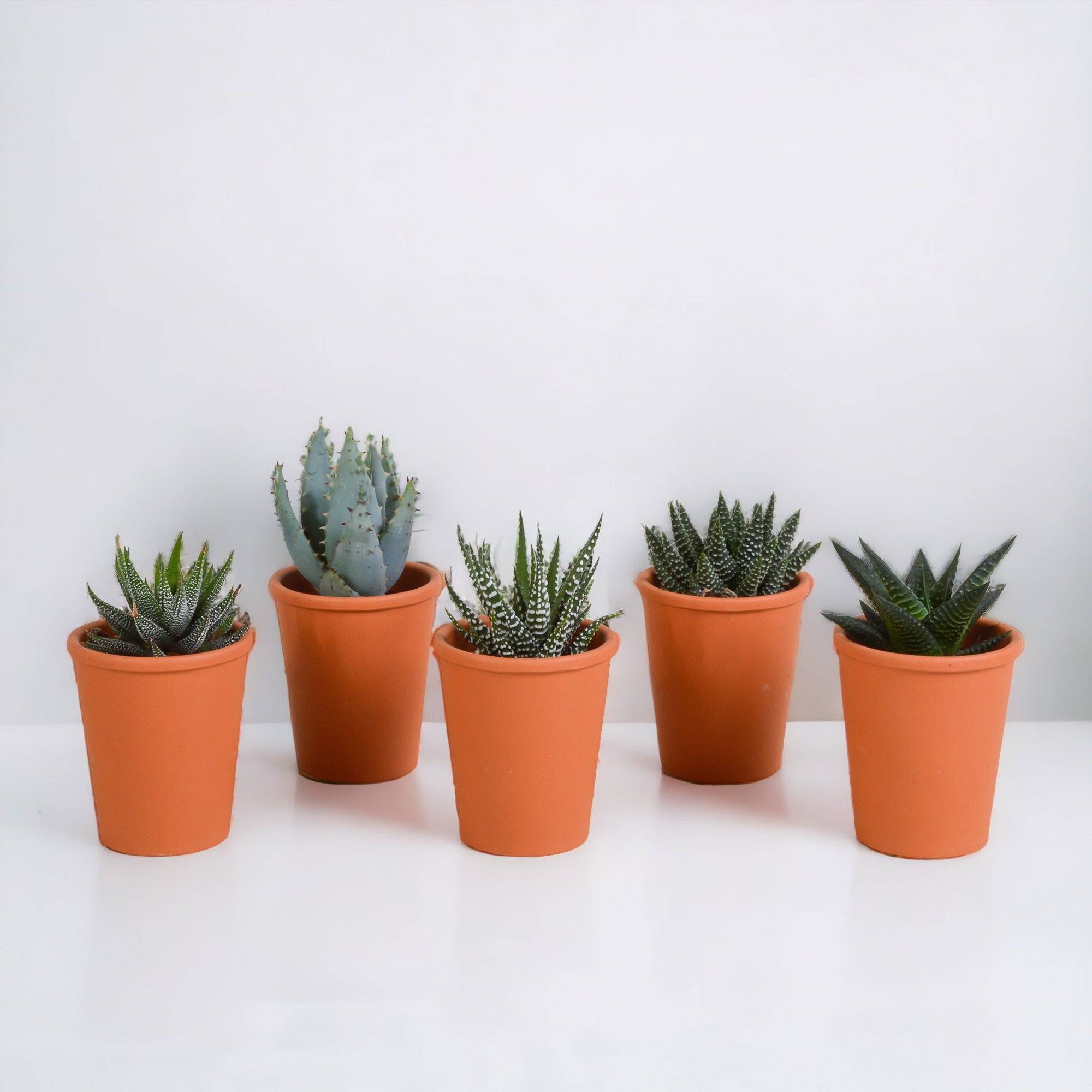 Coffret Gasteria, Haworthia et ses caches-pots terracotta - Lot de 5 plantes, h13cm- La Green Touch