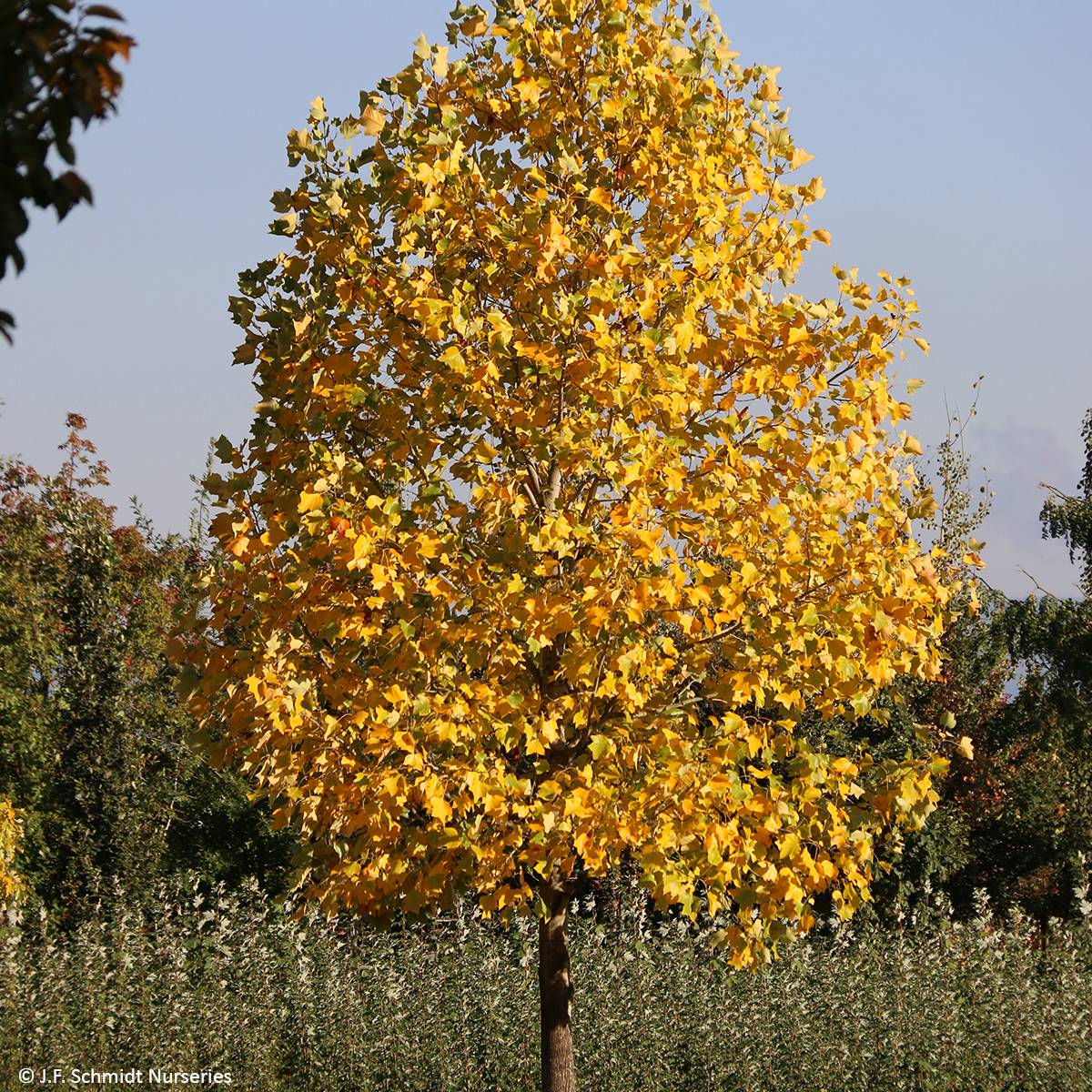 Promesse de Fleurs - Liriodendron tulipifera Emerald City - Tulipier de Virginie Pot de 1L/1,5L