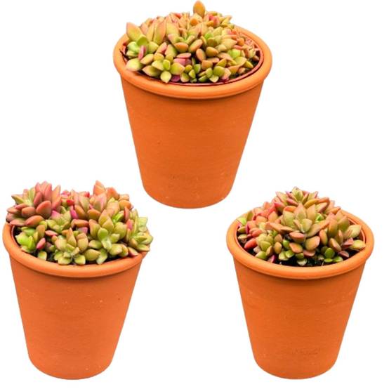 Anacampseros Rufescens Variegata en Pot Terracotta - Lot de 3 Succulentes- La Green Touch - Image 1