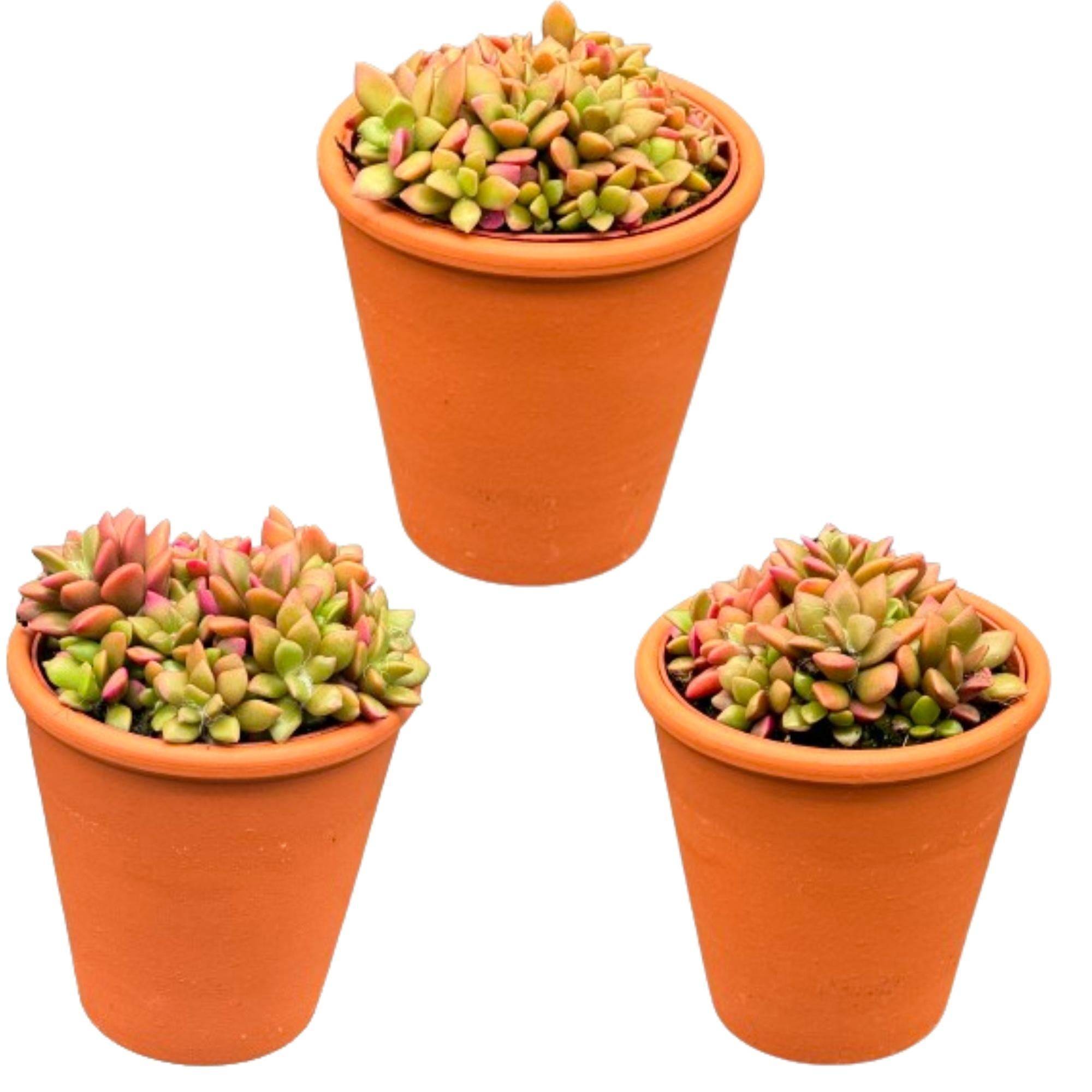 Anacampseros Rufescens Variegata en Pot Terracotta - Lot de 3 Succulentes- La Green Touch - Image 1