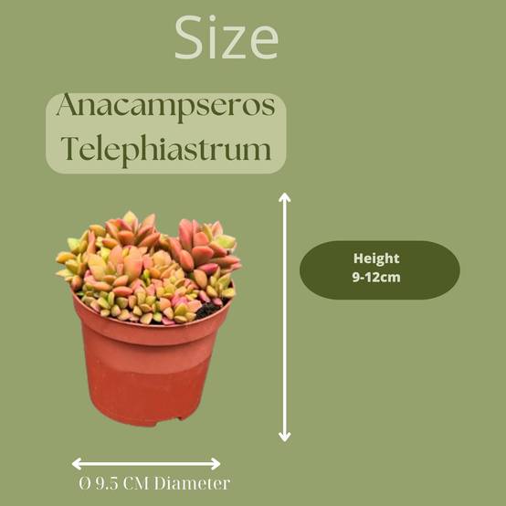 Anacampseros Rufescens Variegata en Pot Terracotta - Lot de 3 Succulentes- La Green Touch - Image 2
