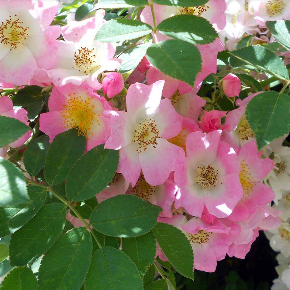Promesse de Fleurs - Rosier liane Kew Rambler Pot de 4L/5L