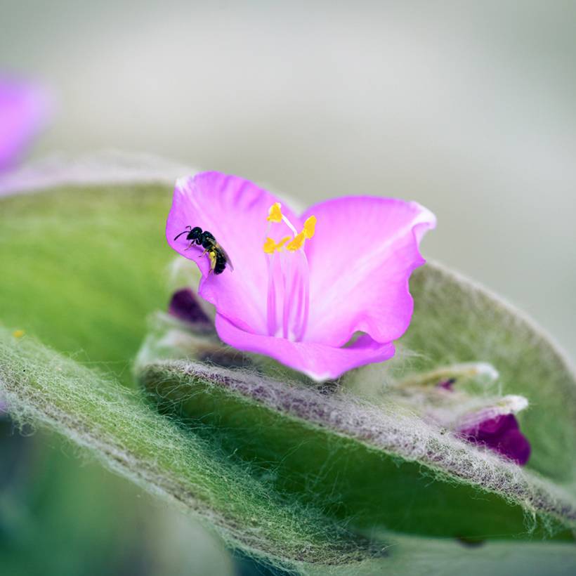 Promesse de Fleurs - Tradescantia sillamontana - Misère laineuse Godet de 8/9 cm