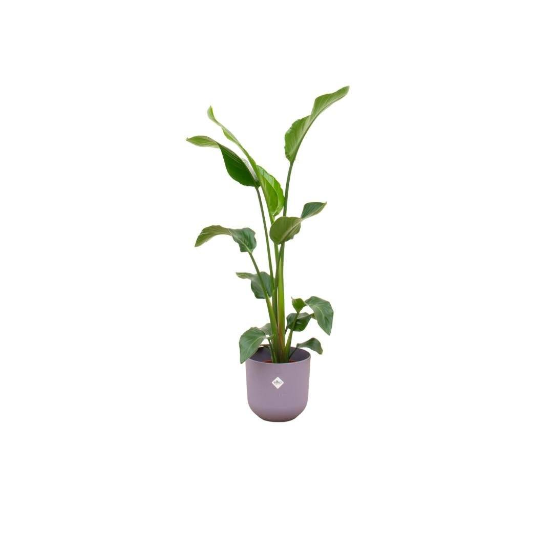 Strelitzia Nicolai 100cm et son pot- La Green Touch Violet 23cm - Hauteur 100cm