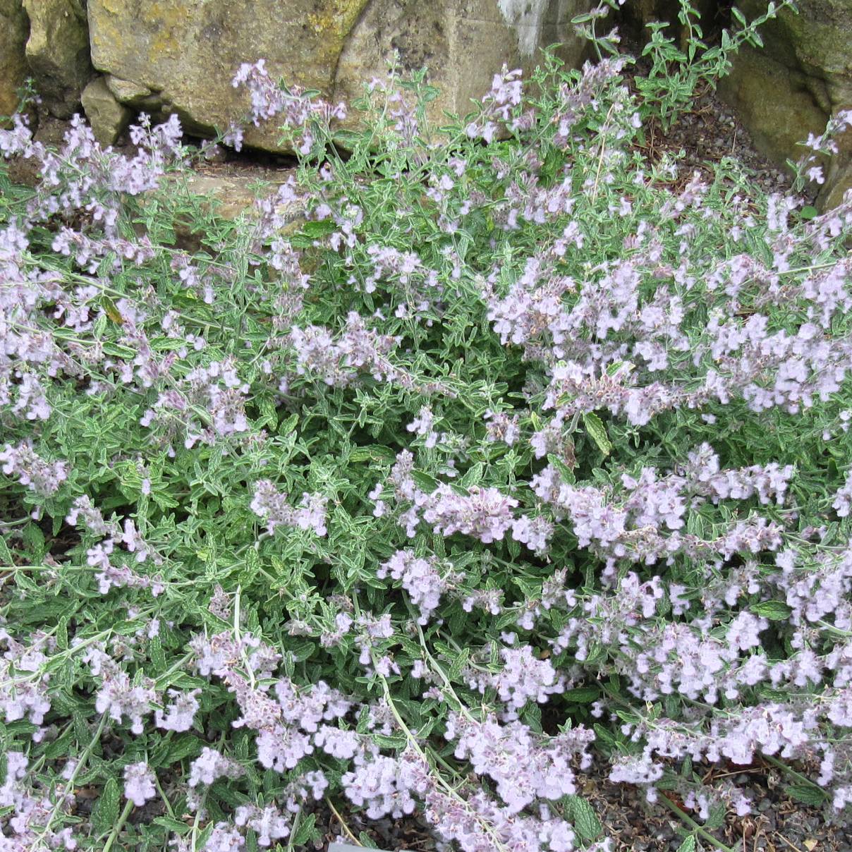 Nepeta racemosa Snowflake - Chataire à fleurs blanches Pot de 2L/3L