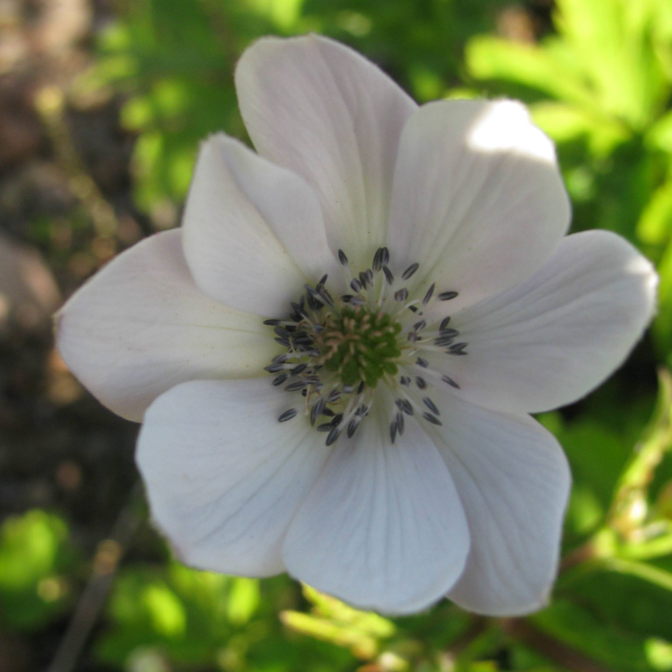Promesse de Fleurs - Anemone leveillei Godet de 8/9 cm