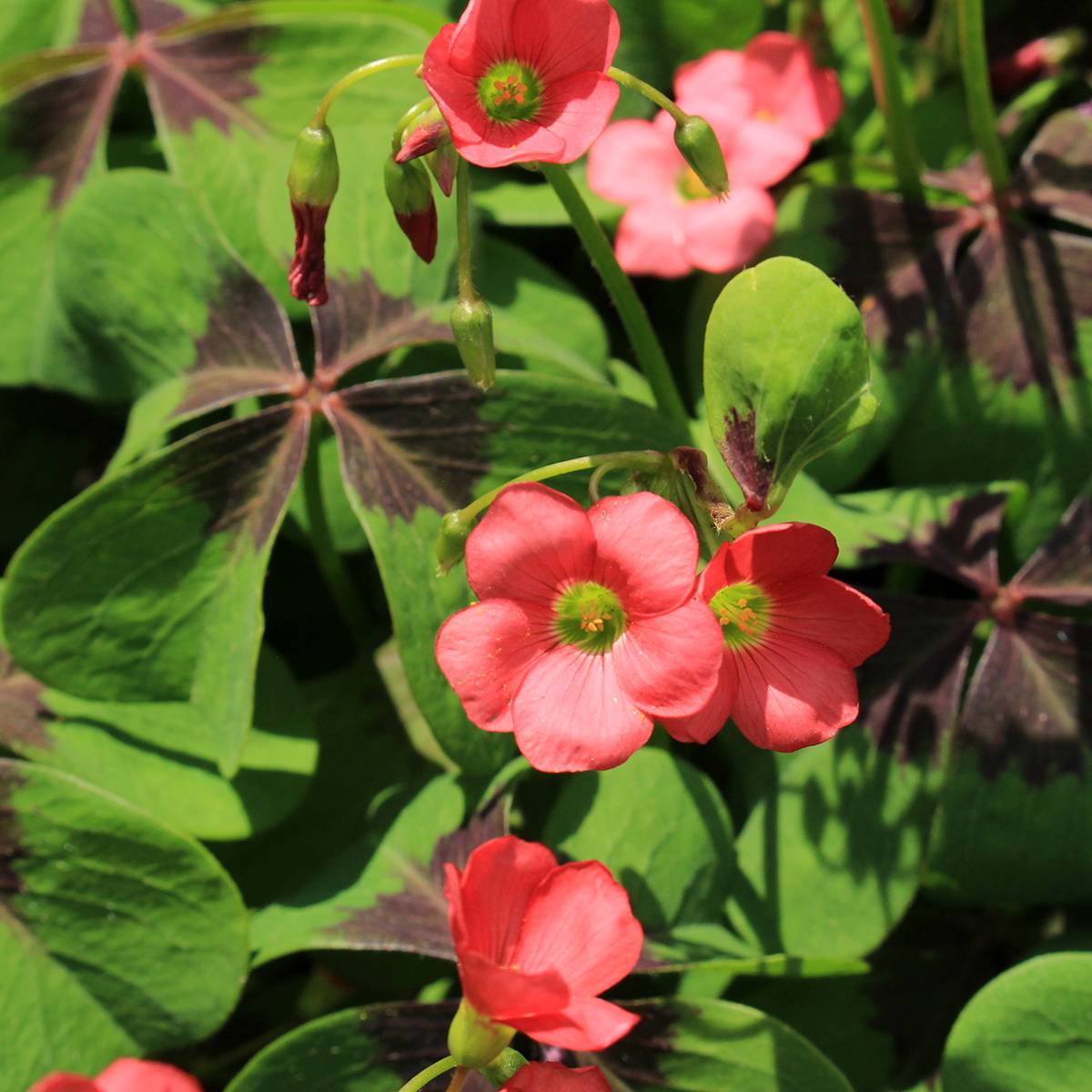 Promesse de Fleurs - Oxalis deppei - Faux trèfle à quatre feuille Bulbe calibre 4+ (par 30)