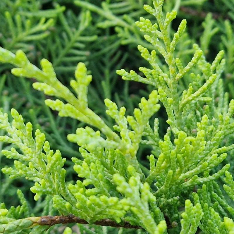 Genévrier Old Gold, Juniperus - Pot de 5L - 40/60 cm - Imagen 3