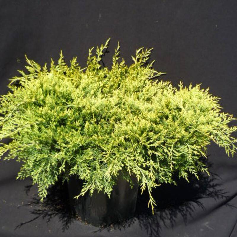 Genévrier Old Gold, Juniperus - Pot de 5L - 40/60 cm - Imagen 8