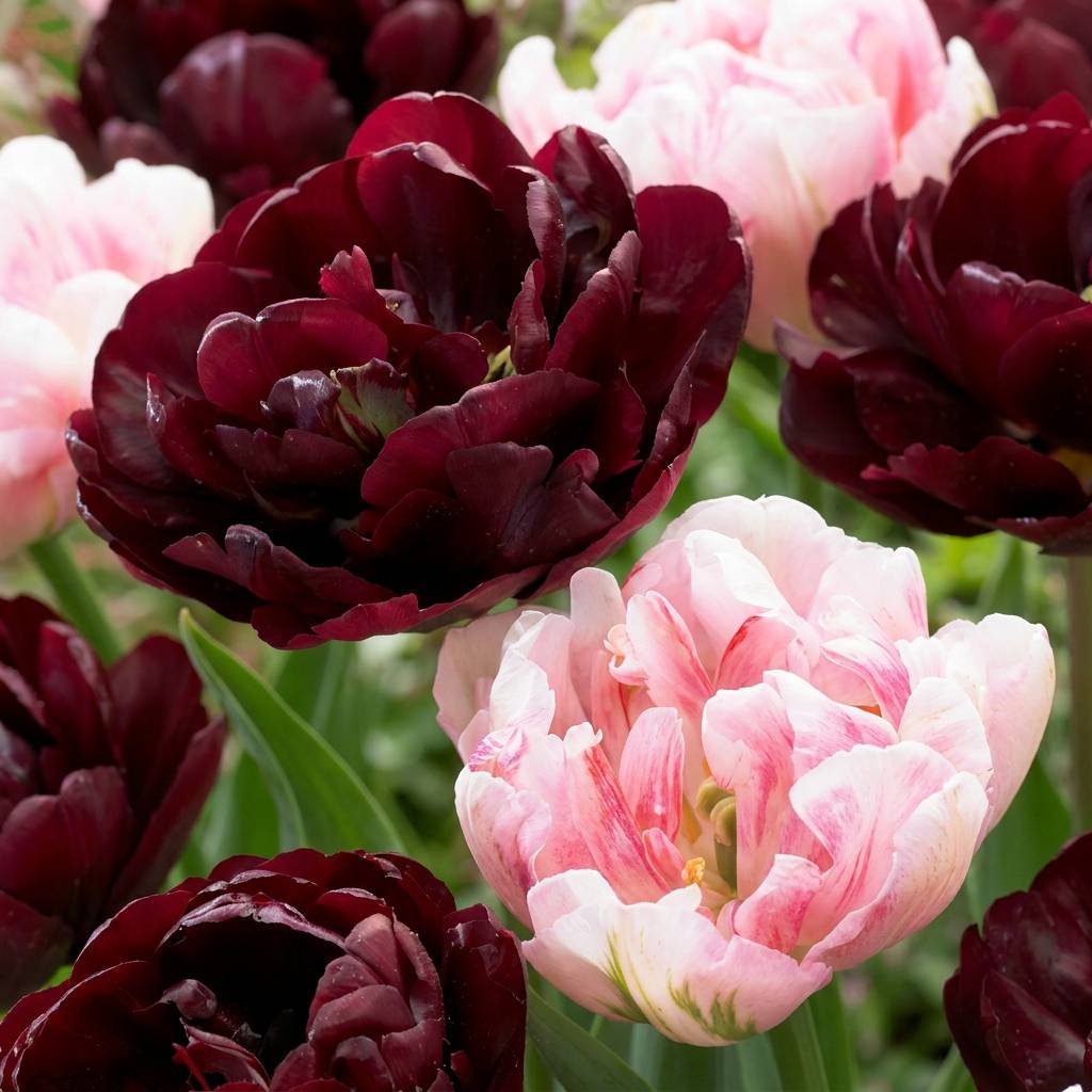 La Green Touch - Tulipe Sweet Desire en mélange - 12 bulbes - calibre 11/12 - Image 1