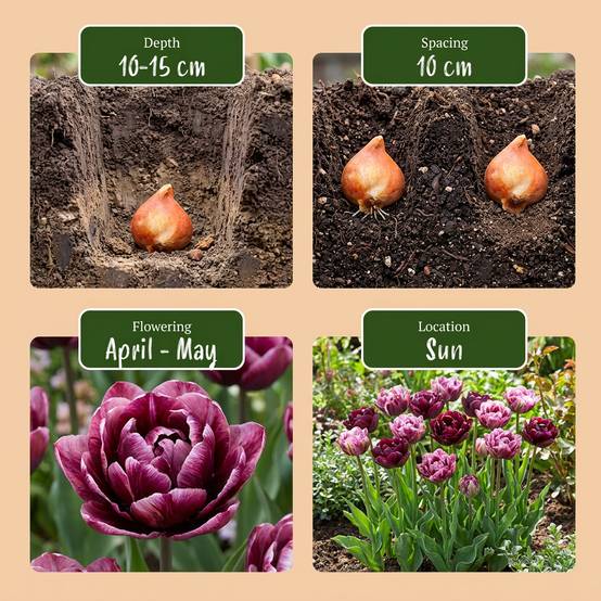 La Green Touch - Tulipe Sweet Desire en mélange - 12 bulbes - calibre 11/12 - Image 4