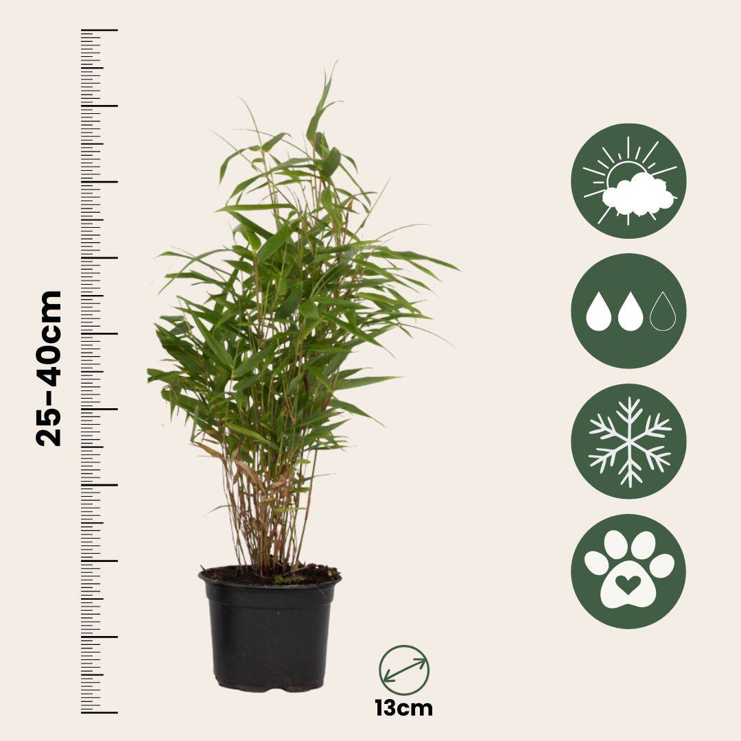 Bambou non-traçant - Set de 6 - Fargesia rufa - Hauteur 25-40cm - ⌀13cm - Image 5