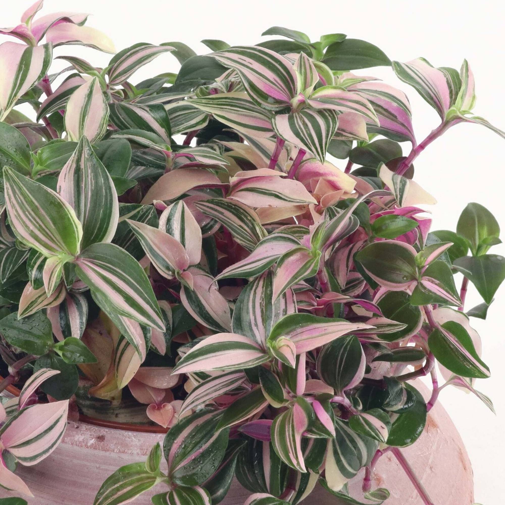 Gardenersdream - Tradescantia Zebrina Quadricolore - Misère | Cadeau De Plante D'Intérieur En Pot - GardenersDream - Imagen 3