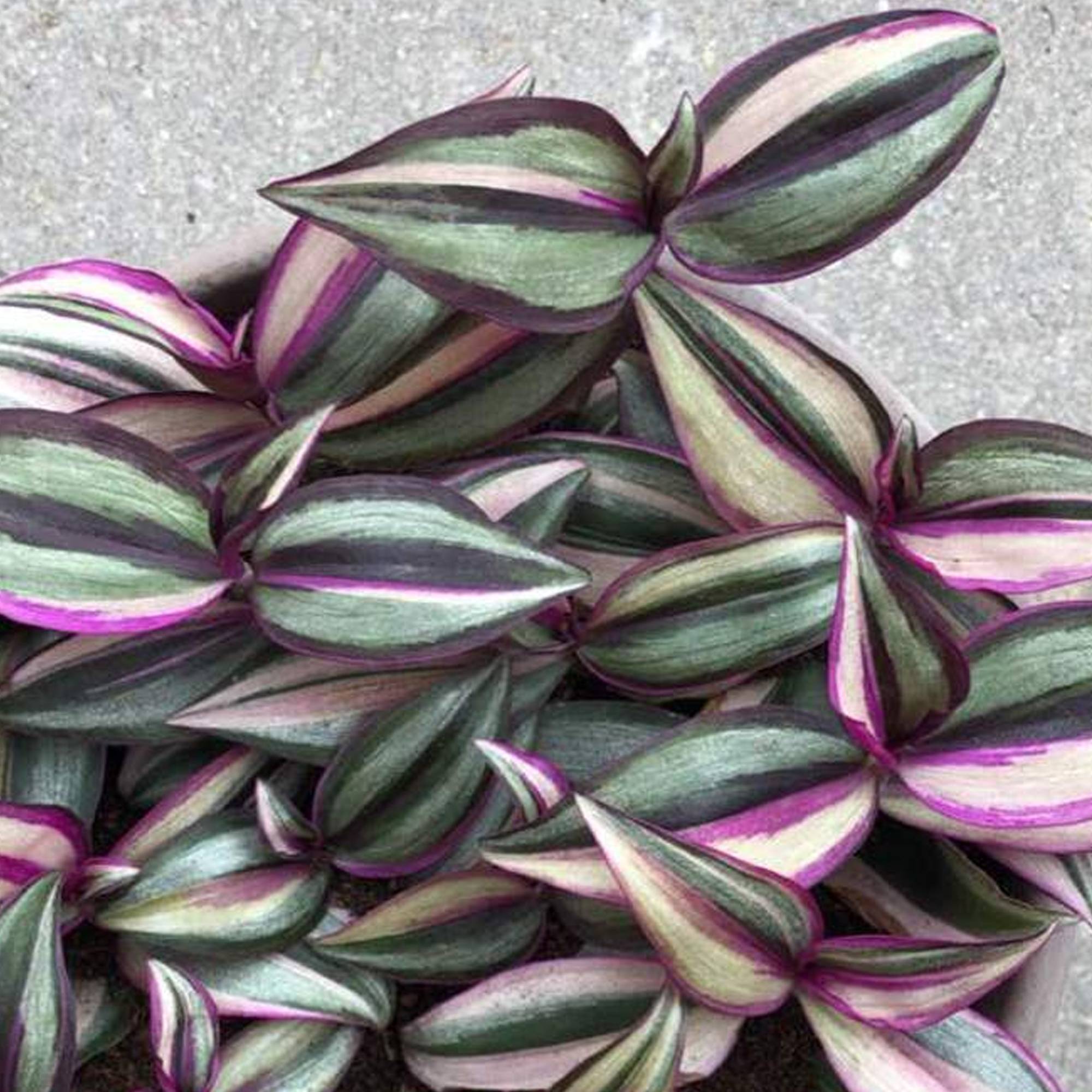 Gardenersdream - Tradescantia Zebrina Quadricolore - Misère | Cadeau De Plante D'Intérieur En Pot - GardenersDream - Imagen 2