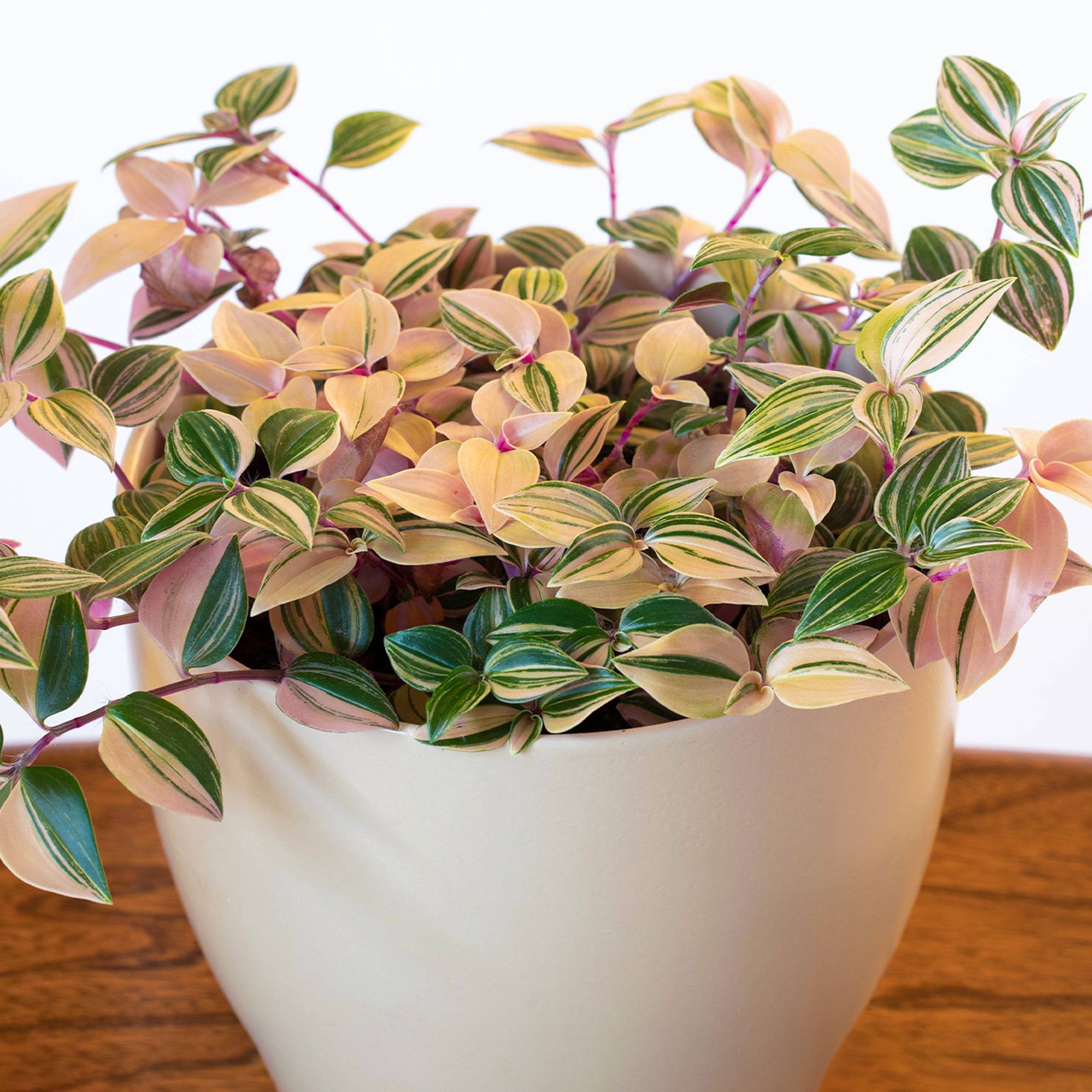 Gardenersdream - Tradescantia Zebrina Quadricolore - Misère | Cadeau De Plante D'Intérieur En Pot - GardenersDream - Imagen 1