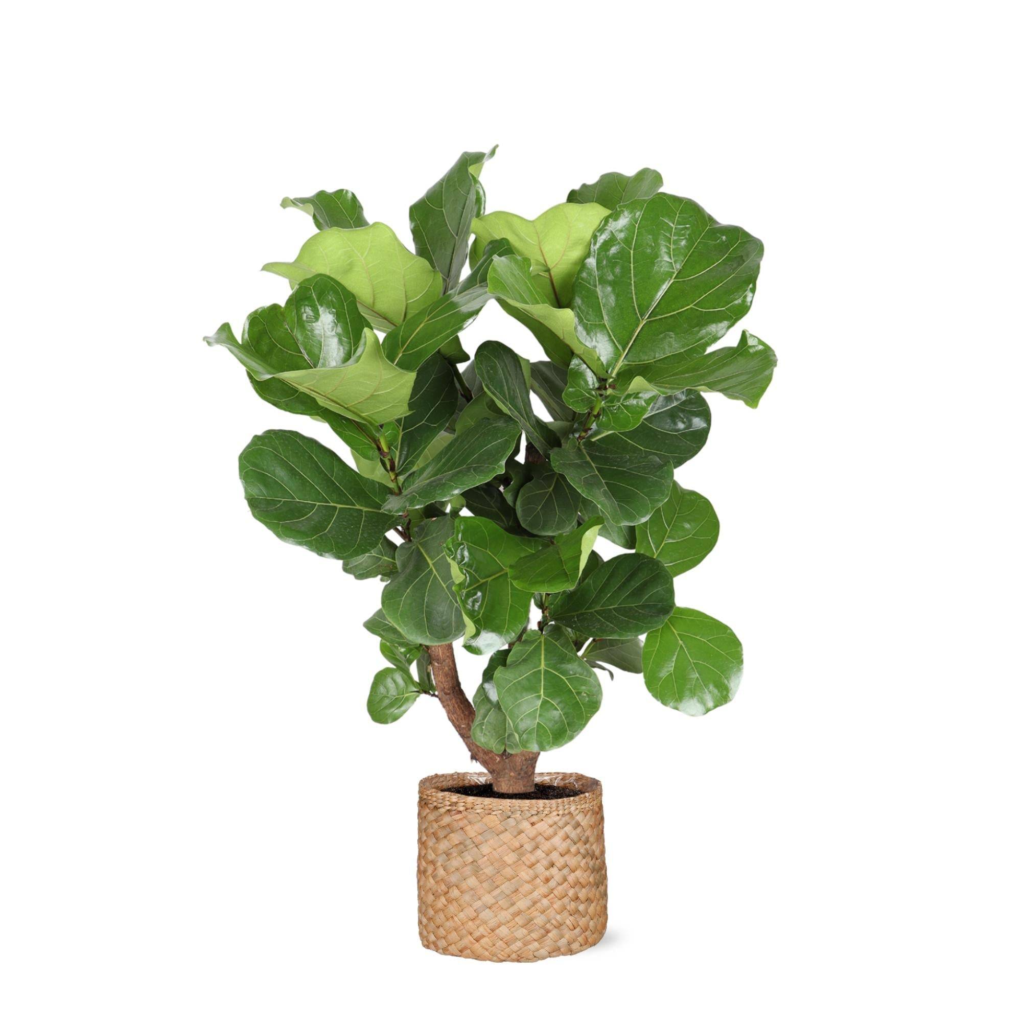 Ficus Lyrata et son pot- La Green Touch Panier Naturel - Hauteur 110cm
