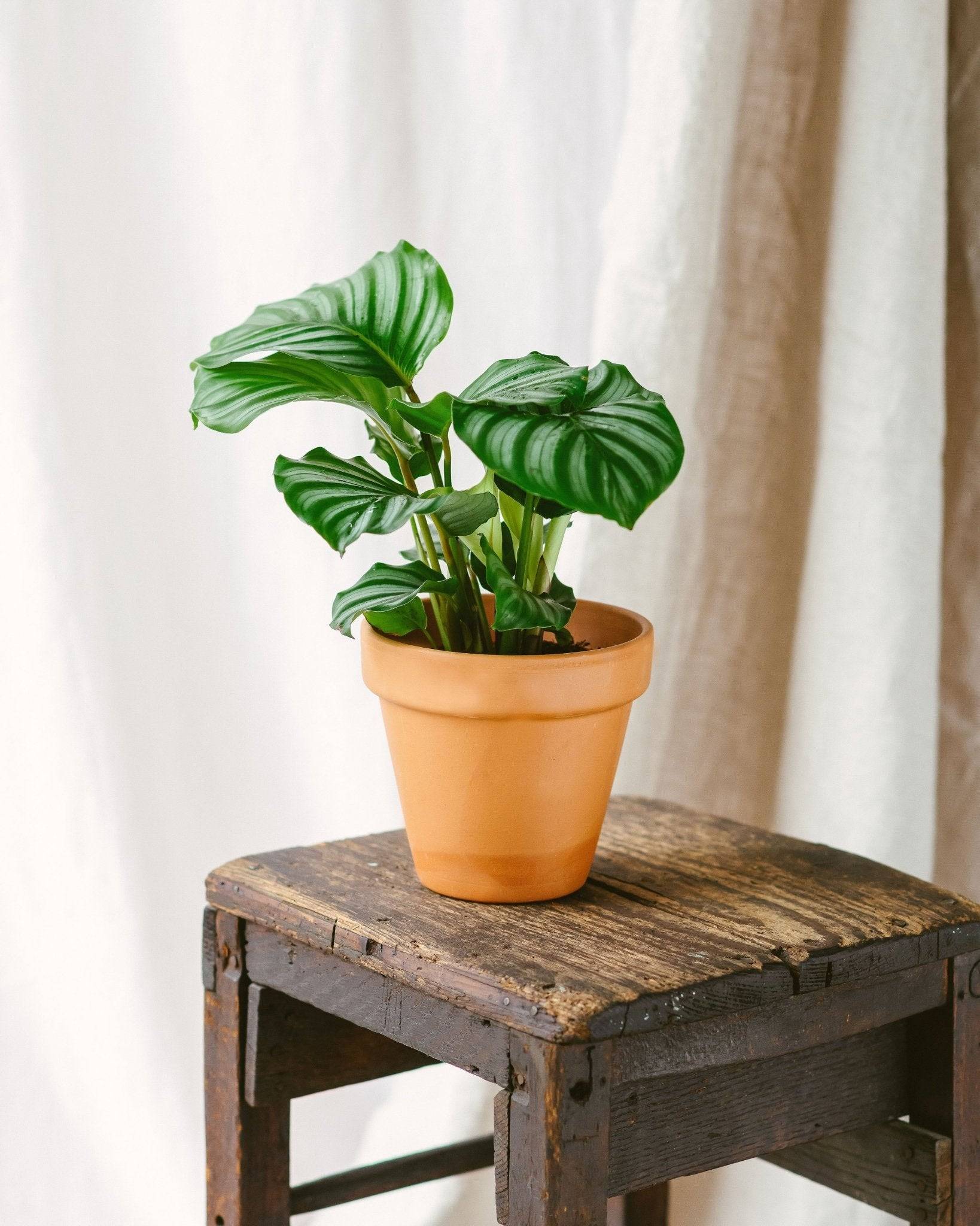 La Green Touch - Calathea Orbifolia 25cm - Plante d'intérieur- La Green Touch - Imagen 2