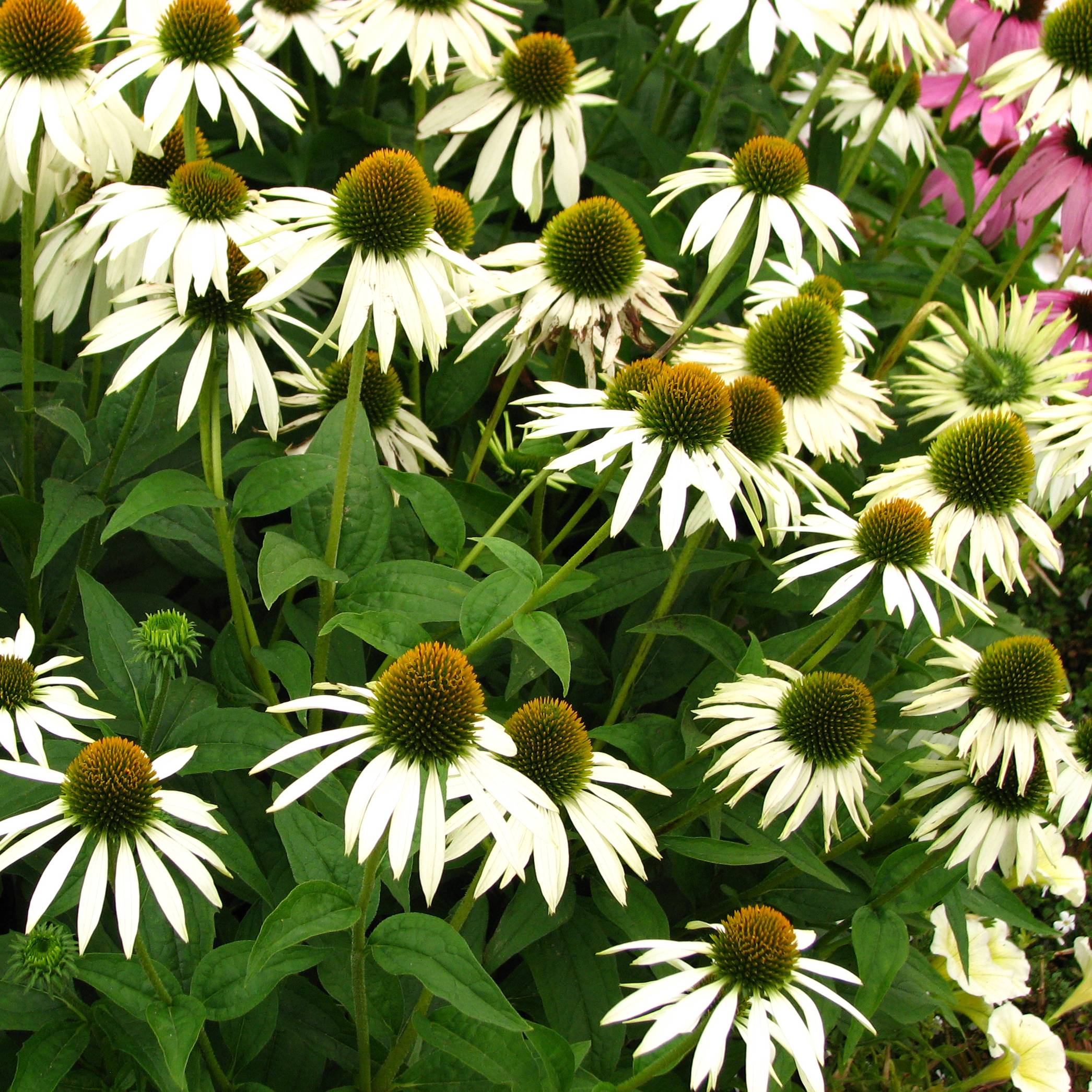 Echinacea purpurea Alba - Echinacée Godet de 7/8 cm
