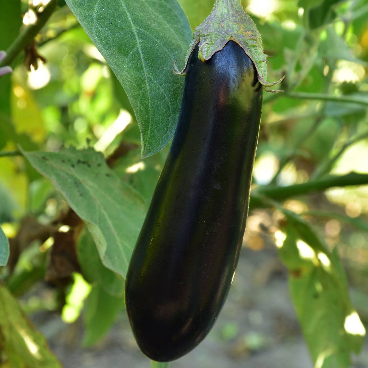 Promesse de Fleurs - Aubergine Baluroi F1 - Solanum melongena le sachet de 35 graines environ (0,2g)