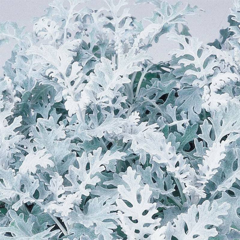 Promesse de Fleurs - Cinéraire maritime Silver Dust Minimotte Mini-motte Ø 1,5/2,5 cm, Plant vert de 3 à 5 cm de haut environ (par 5)