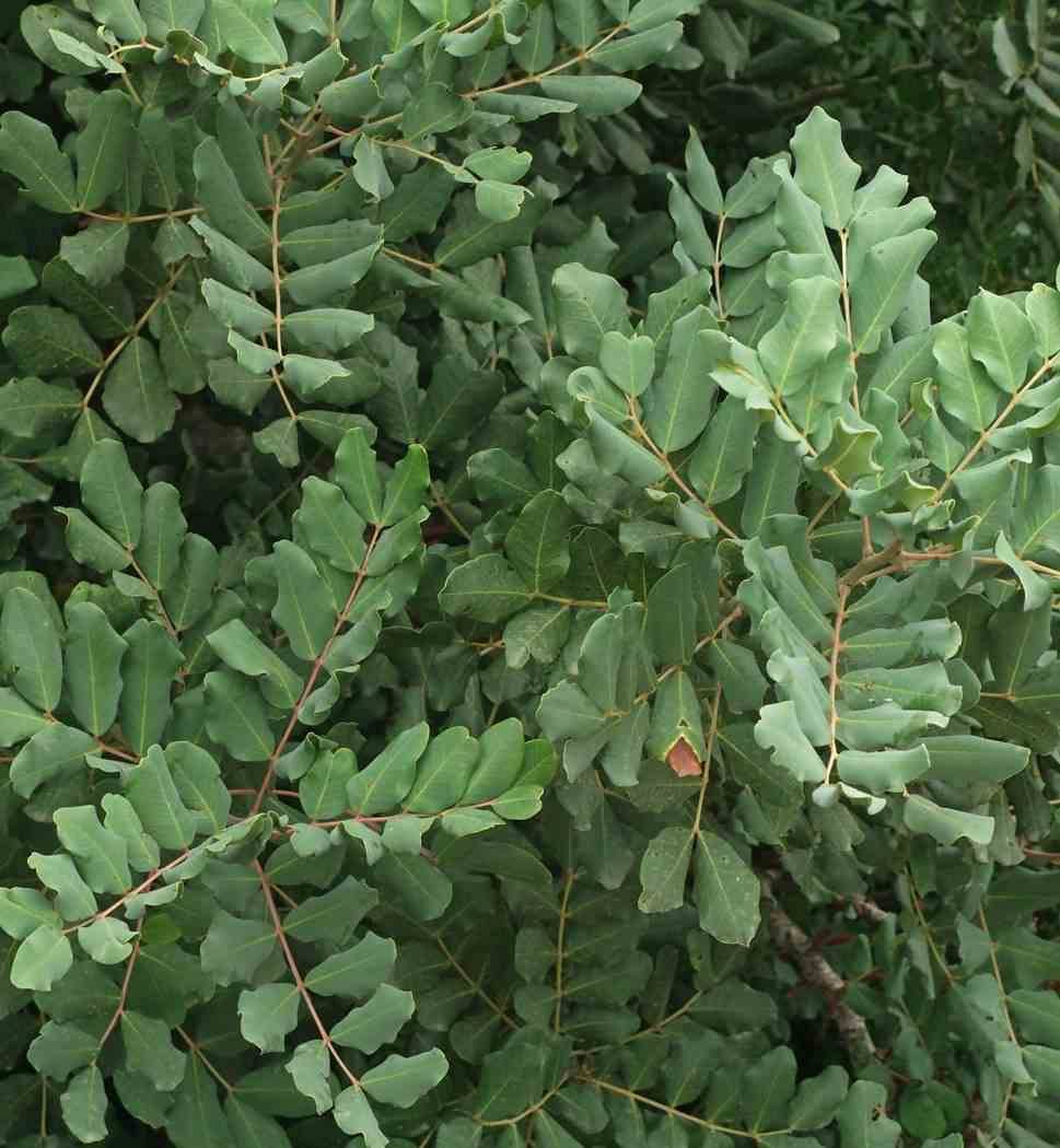 0 - Ceratonia siliqua (caroubier) ADULTE : Substitut au chocolat Pot 350L - 200/250cm - Péri 50/60 - Image 3
