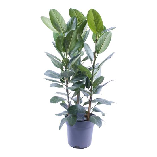 Ficus Audrey 75cm - Plante d'intérieur- La Green Touch - Image 2
