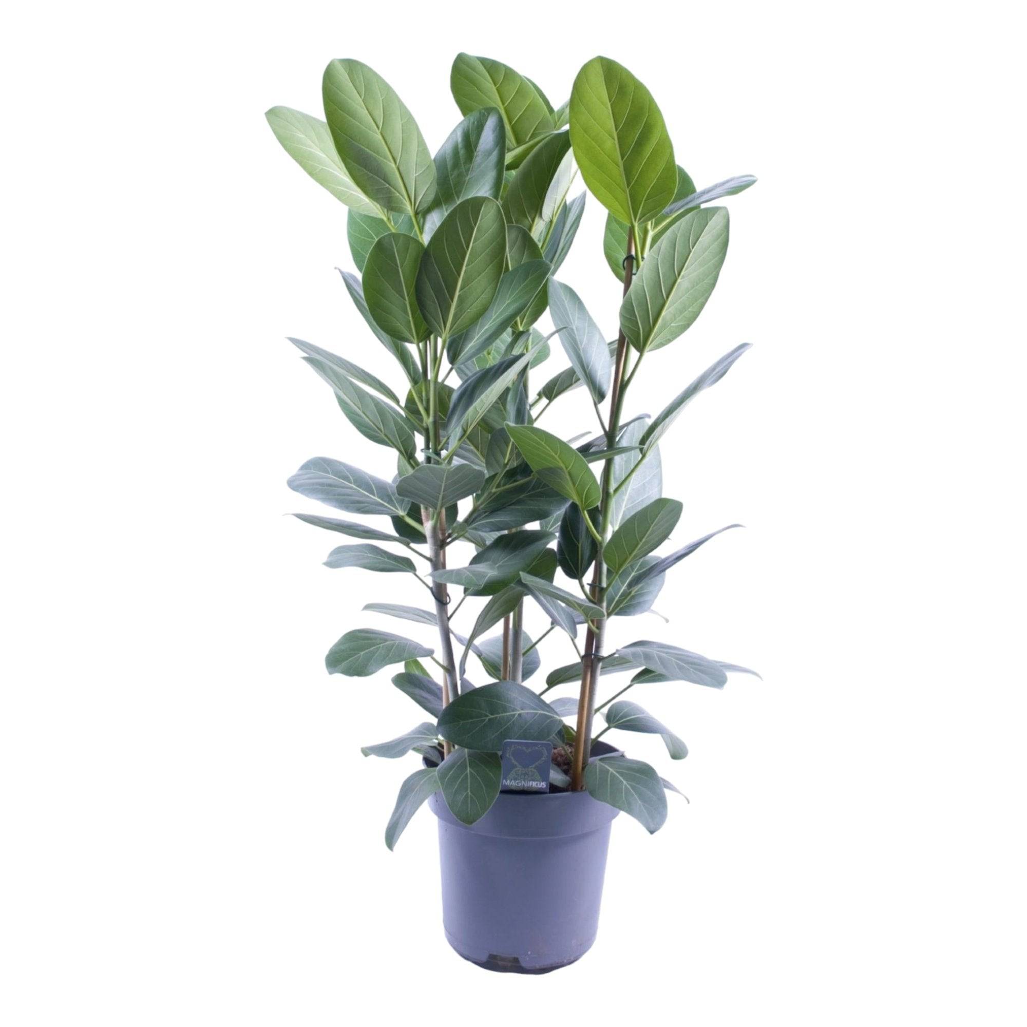 Ficus Audrey 75cm - Plante d'intérieur- La Green Touch - Image 2