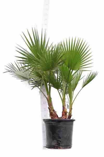 Sans Marque - Washingtonia Robusta (Palmier éventail, Palmier du Mexique) Couleur floraison:Rose - Taille:Pot 110L - 175/200cm - pied 80/100 - Imagen 3