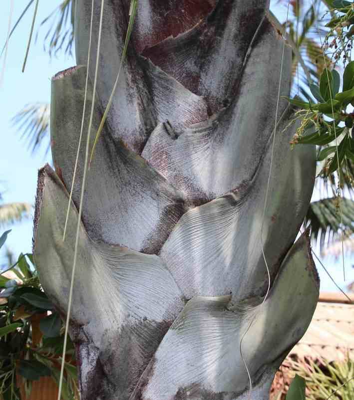 0 - Dypsis decaryi (palmier trièdre)  Pot de 80L - 150/175cm - Image 2