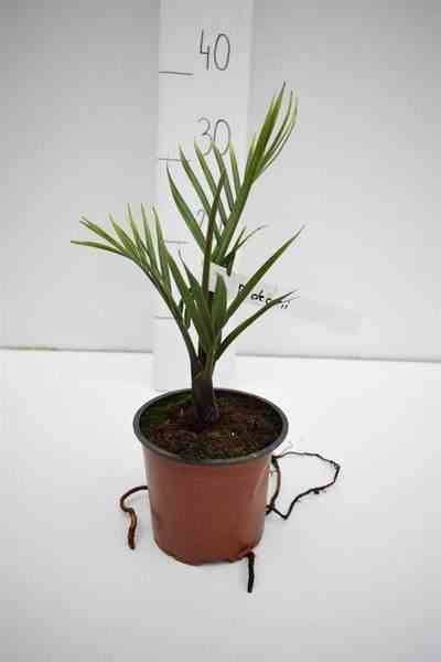 0 - Dypsis decaryi (palmier trièdre)  Pot de 80L - 150/175cm - Image 1
