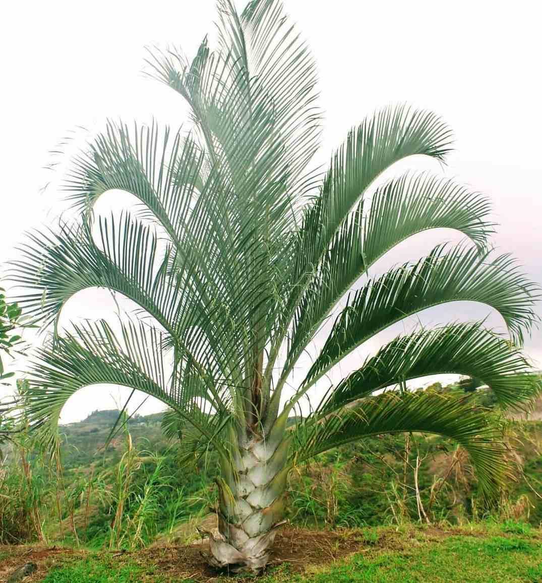0 - Dypsis decaryi (palmier trièdre)  Pot de 80L - 150/175cm - Image 3