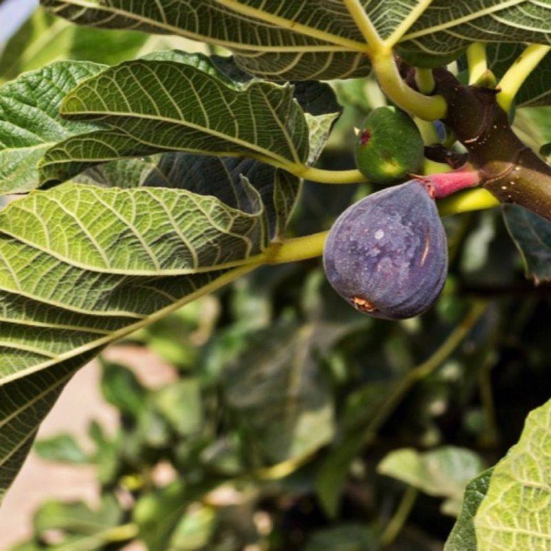 Figuier carica 'Rouge de Bordeaux' (Ficus carica 'Rouge de Bordeaux') - Conteneur 3L - Pépinières Naudet