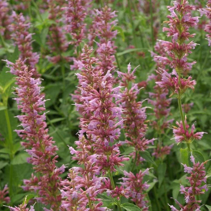 Agastache Ayala à fleurs Rose - feuillage Semi-Persistant - Godet - 5/20 cm-  hauteur à maturité De 0,15 m à 0,50 m - Imagen 1